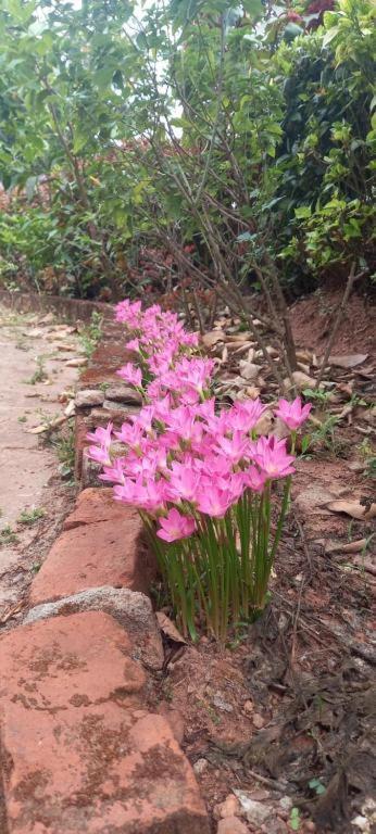 Westernghats Homestay Madikeri Ngoại thất bức ảnh