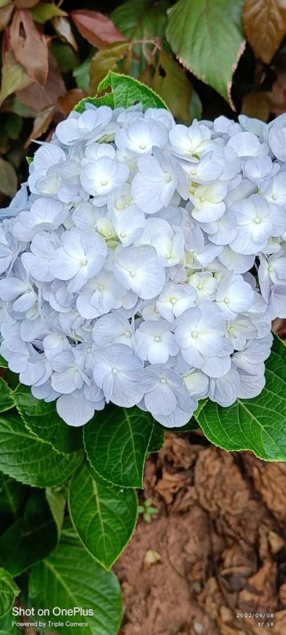 Westernghats Homestay Madikeri Ngoại thất bức ảnh